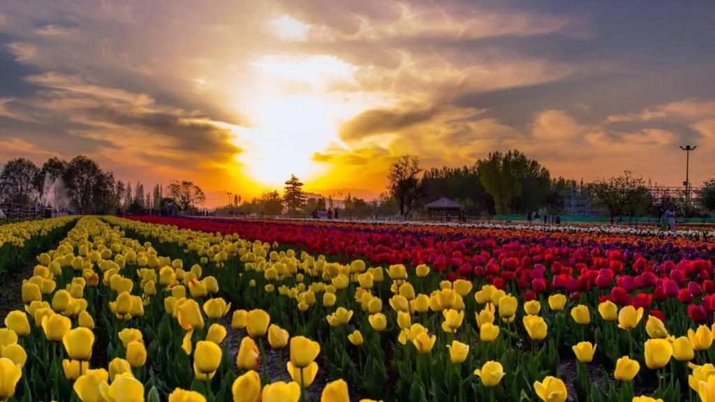 After Tulips, Kashmir Turns to Chrysanthemums to Keep Tourism Blooming Longer