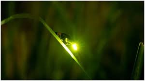 जुगनू क्यों चमकते है? |Why do fireflies glow|