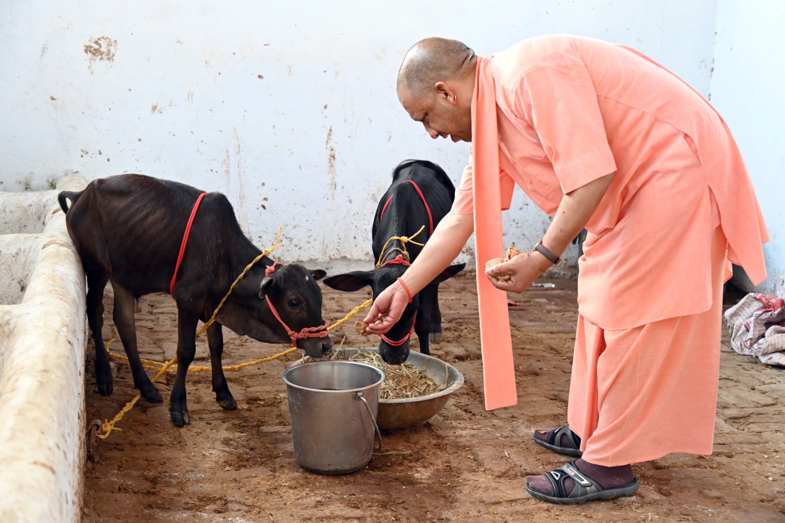 मंदिर की गोशाला में आंध्रा से आए पुंगनूर नस्ल की गाय के बच्चे, योगी ने अपने हाथों से खिलाया गुड़