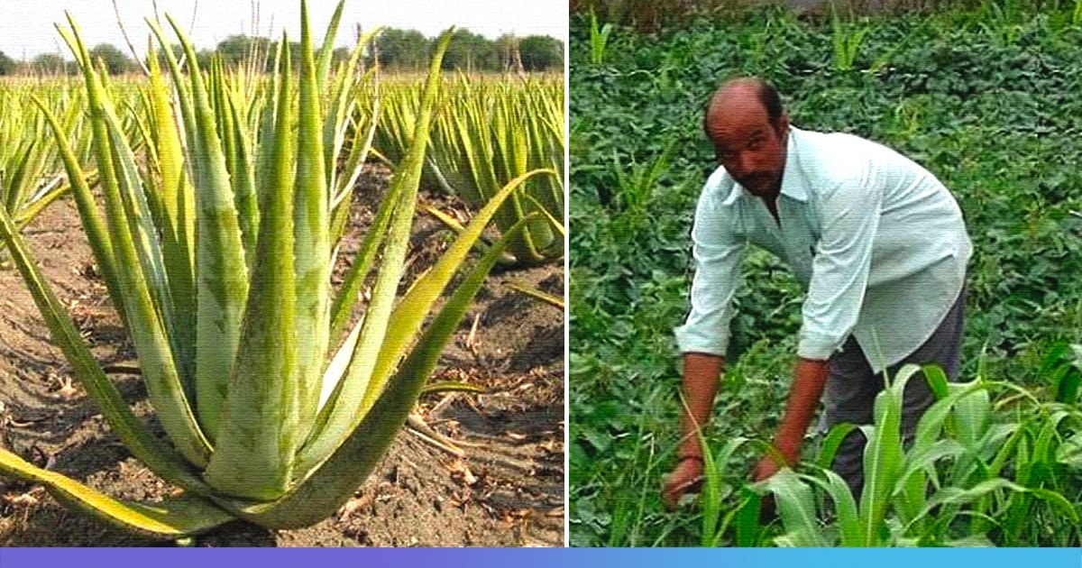 Medicinal cultivation has been increased to 9705 hectares in Uttar Pradesh, benefitting over 15000 farmers