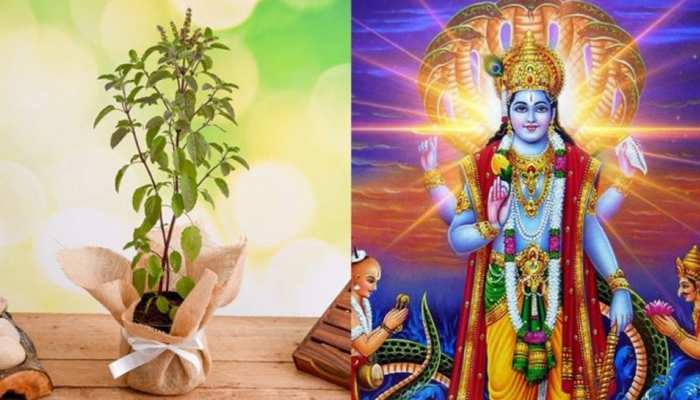 Kartik Month 2021: कार्तिक मास में जरूर कर लें तुलसी पूजा 