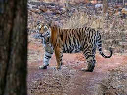 International Tiger Day: मध्य प्रदेश फिर बना टाइगर स्टेट