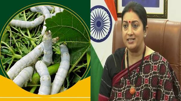 Sericulture : रेशम उत्पादन में आत्मनिर्भर बनेगा भारत, जानिए कैसे प्रोत्साहित कर रही सरकार