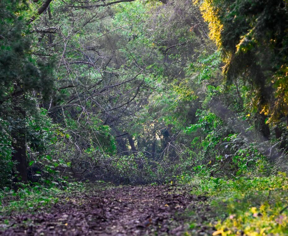 India Climbs to Ninth Spot Globally in Forest Area, Retains Third Place in Annual Forest Gain