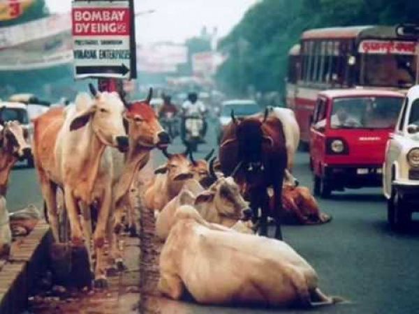 गाय सड़क के बीच में ही क्यों बैठती है,जानिए क्यों ?