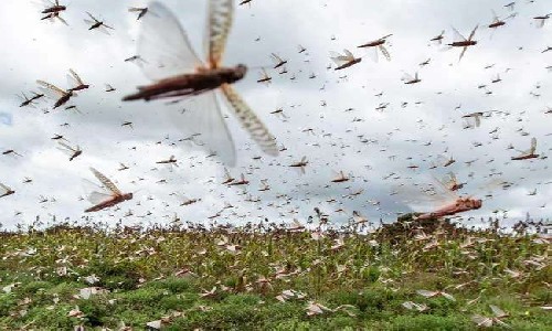 लखनऊ से होता हुआ सीतापुर पहुंचा टिड्डी दल फसल पर कहर बनकर टूटा खूब मचाया आतंक... फसलों को किया भारी नुकसान