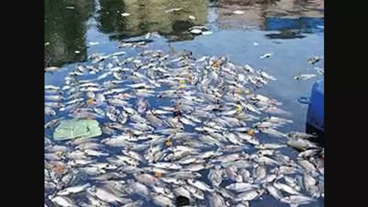 Annual Fish Deaths at Banganga Tank Highlight Longstanding Management Issues