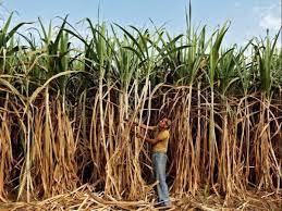 The State Govt paid Rs 1,40,000 crore to sugarcane farmers in 4 year tenure